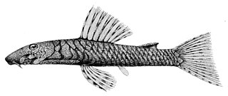 <i>Ancistrus marcapatae</i> Species of catfish