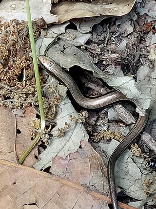 <span class="mw-page-title-main">Algerian three-toed skink</span> Species of reptile