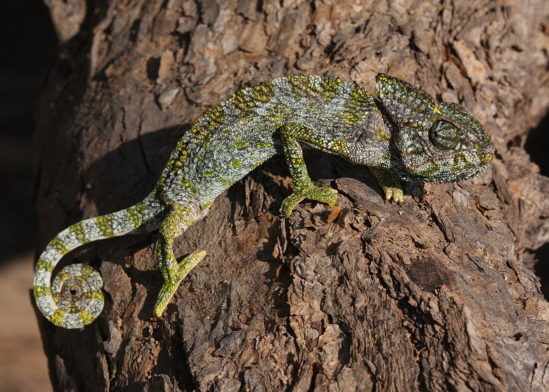 Arabian chameleon