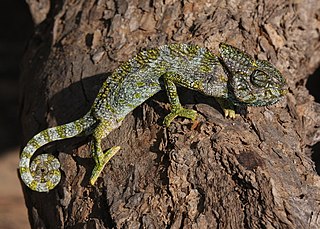 <span class="mw-page-title-main">Arabian chameleon</span> Species of lizard