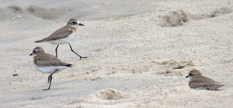 File:Charadrius leschenaultii-5.jpg