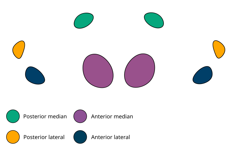 File:Cheiracanthium eye group.svg