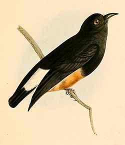 Chelidoptera tenebrosa 1841.jpg