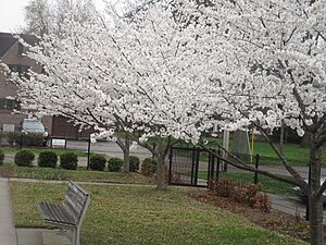 National Cherry Blossom Festival - Wikipedia