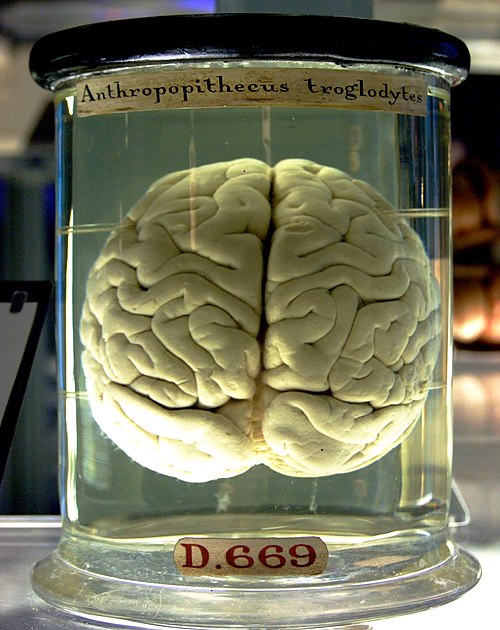 A Chimpanzee brain