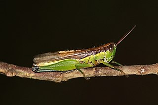 <i>Oxya chinensis</i> Species of grasshopper