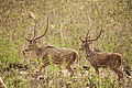 * Nomination Chital (Axis axis) stags, Mudumalai National Park, India. --Tagooty 02:19, 3 April 2021 (UTC) * Decline The crop at the bottom is too close. Fixable? --XRay 04:07, 3 April 2021 (UTC) No, bottom and right are at the edge of the frame. I could crop top and left so the deer are more centred. Would that be worthwhile? --Tagooty 09:27, 3 April 2021 (UTC)  Oppose no detail - high ISO --Charlesjsharp 21:21, 3 April 2021 (UTC) To me this image shows the stags blending into the background as they walk past. Backlit by diffuse golden sunlight. --Tagooty 05:28, 4 April 2021 (UTC) @Tagooty: More cropping is not a solution. The whole animal should be visible - with the hooves. --XRay 07:33, 4 April 2021 (UTC)