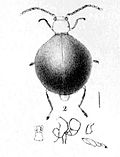 Vignette pour Choresine