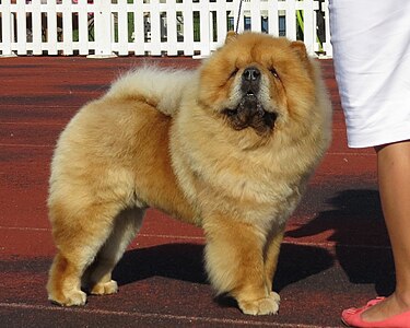 Chow Chow Wikipedia