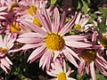 Chrysanthemum 'Hebe', Złocień 'Hebe', 2019-10-26