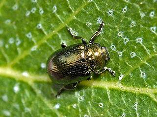 <i>Phratora vitellinae</i> Species of beetle