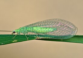 Chrysopidia ciliata