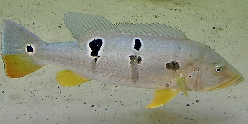 File:Cichlidae Cichla temensis 3.jpg