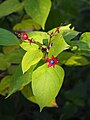 Clerodendrum trichotomum, Szczęślin trójdzielny, 2014-10-12