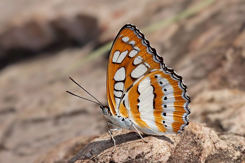 File:Close wing Basking of Athyma perius (Linnaeus, 1758) - Common Sergeant WLB IMG 1106.jpg