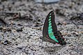 * Nomination Close wing mud puddling behaviour of Graphium sarpedon (Linnaeus, 1758) - Common Bluebottle --ManaskaMukhopadhyay 06:04, 23 October 2022 (UTC) * Promotion  Support Good quality. --Poco a poco 06:44, 23 October 2022 (UTC)