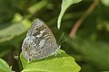 * Nomination: Close wing position of Arhopala birmana (Moore, (1884)) – Myanmarese Bushblue (by Butterflyrajib) --Atudu 15:51, 14 December 2020 (UTC) * * Review needed