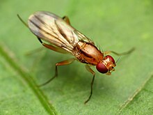 Clusia lateralis Clusiid Fly - Flickr - treegrow.jpg