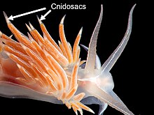 Detail of the aeolid nudibranch Flabellina aff. lineata showing the cnidosacs at the tips of the cerata. Cnidosacs.jpg