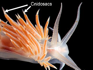 Cerata anatomical structures found in nudibranch sea slugs