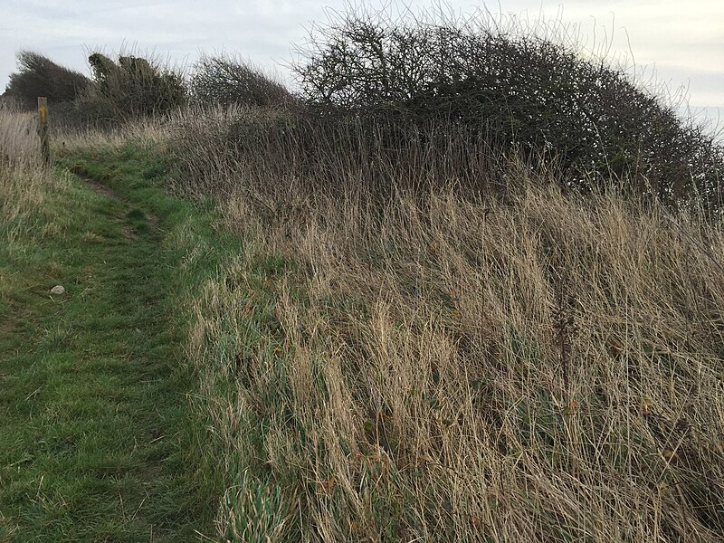 File:Coastal Hedges - geograph.org.uk - 5235327.jpg