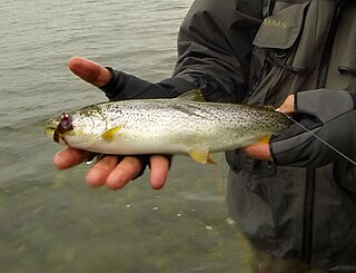 Coastal cutthroat trout subspecies of fish