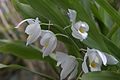 Coelogyne mooreana