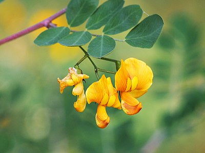 Moszenki południowe (Colutea arborescens), las przybrzeżny, 2020-07-02