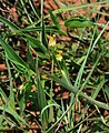 Commelina africana var. lancispatha