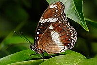 Кәдімгі Eggfly02 - melbourne zoo.jpg