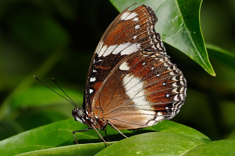 Datei:Common Eggfly02 - melbourne zoo.jpg