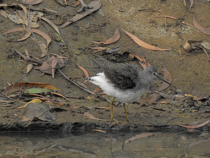 File:Common greenshank 02.jpg