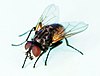 Mosca domestica comune, Musca domestica.jpg