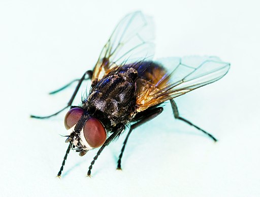 Common house fly, Musca domestica