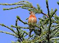 * Nomination Common linnet,nuptial plumage,Bluthänfling (Carduelis cannabina) --NoRud 10:10, 4 February 2015 (UTC) * Decline Sorry, below minimum size requirement! --Hubertl 13:09, 4 February 2015 (UTC)