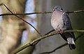 Common wood pigeon (Columba palumbus), Parc de Woluwé, Bruxelles (24215445511).jpg