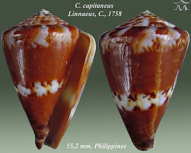 Conus capitaneus Linnaeus, C., 1758