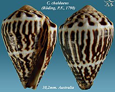 Conus chaldaeus 1.jpg