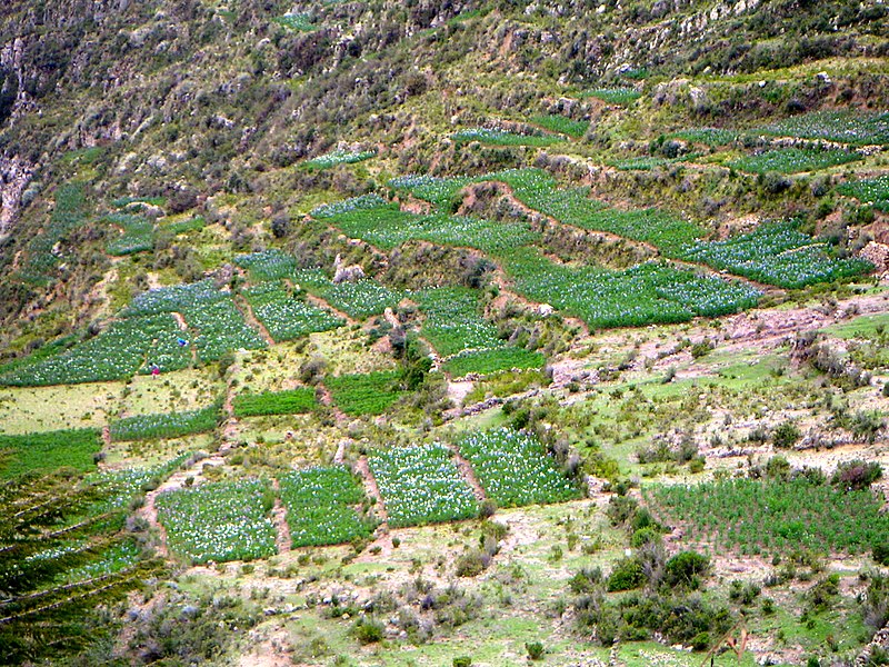 File:Copacabana - panoramio (25).jpg