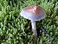 !Cortinarius ionophyllus! sin. !Cortinarius scutulatus!