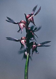 <i>Genoplesium rhyoliticum</i> Species of orchid