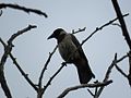 Siva vrana u parku u Srbiji