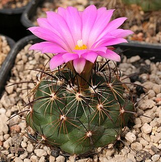 <i>Coryphantha ramillosa</i> Species of cactus