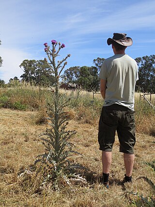 <span class="mw-page-title-main">Noxious weed</span> Harmful or invasive weed