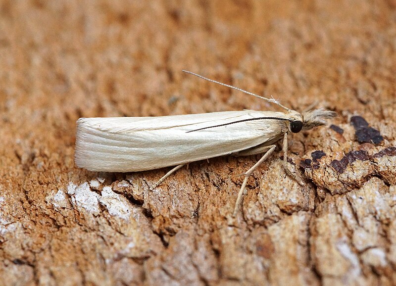 File:Crambus perlella (48109860027).jpg