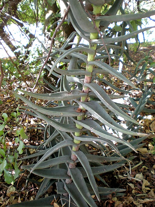 Crassula perfoliata 2c