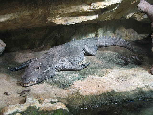 Crocodile - Wikipedia
