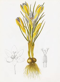 Ilüstrasiù de Crocus biflorus