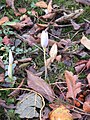 Crocus kotschyanus first flowers