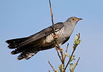 Thumbnail for Common cuckoo